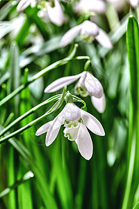 生长在绿色背景的庭院里的美丽的白色雪花莲或雪花莲花 在自然界中开花的石蒜科球茎 多年生草本植物的特写图片