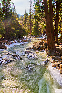 Yosemite 松树林中冻状岩石上层的黄青绿水图片