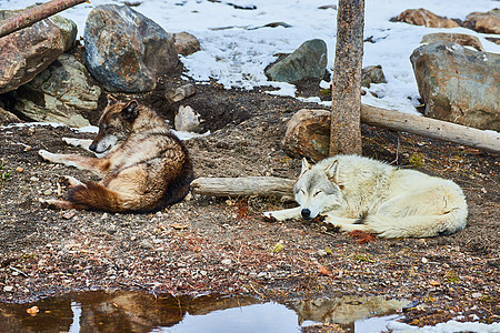两只狼在下雪的地上午睡图片