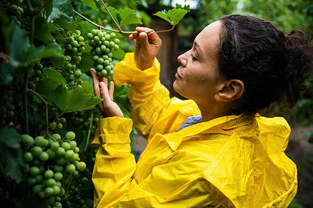 身穿黄色雨衣的西班牙裔美女 一位经验丰富的葡萄种植者正在检查葡萄园树枝上成熟的葡萄图片