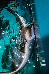 从水族馆的蓝色海水中抽筋的鱼 黄貂鱼在蓝色水下游泳并跳出水面图片