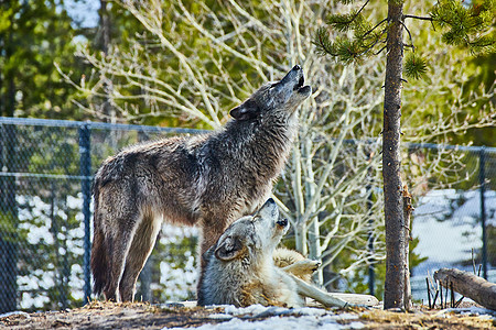 公园里的两只狼 在岩石上咆哮在一起高清图片