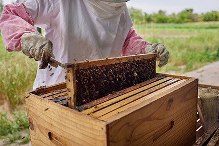 养蜂者在农场上打开一个蜂架框 我对蜜蜂保持了良好的保护 健康和蓬勃发展图片