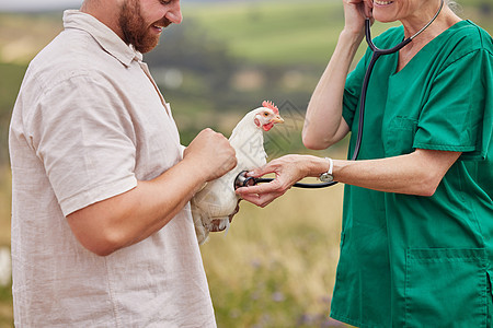 就像人类一样 鸡有时也会生病 兽医用听诊器对家禽养殖场的一只鸡进行评估时拍了近距离镜头图片