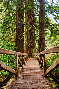Wooden 木板桥 红木树长在路上图片