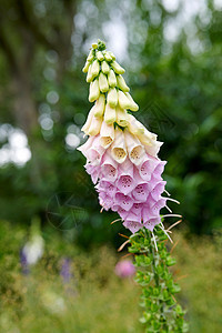 夏天在后院花园里生长着五颜六色的毛地黄花 洋地黄紫花野花在春天在田野或自然公园开放和开花 乡下的开花植物图片