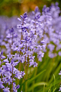 蓝色色花朵春天后院花园里的蓝铃花 开花植物生长在大自然中一个僻静而偏远的公园里 生长在领域或草甸的美丽的紫罗兰色野花荒野蓝色草地紫色季节场背景