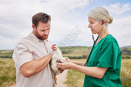 进行全面的保健评估 一名兽医使用听诊器来评估家禽养殖场上的鸡图片