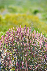 在阳光明媚的夏日 在户外的山边画仙人掌花 粉红色的花瓣盛开 后面是绿色的灌木丛 是孤立的天然大戟 南非西开普省的平静地区图片