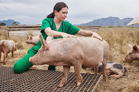 让你恢复健康 一个在养猪的农场上做女兽医的女兽医图片