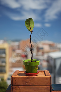 叶子落下的无花果树 室内病或植物栽培疾病 家庭种植护理概念图片