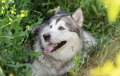 阿拉斯加恶臭狗的肖像白色公园宠物喜悦动物绿色哺乳动物黑色犬类朋友图片