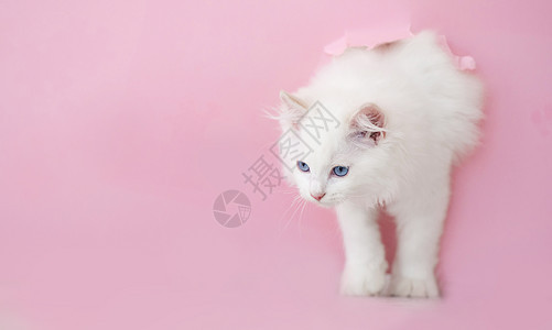 Ragdol 户外猫眼睛毛皮动物猫咪爪子粉色哺乳动物工作室白色蓝色背景图片