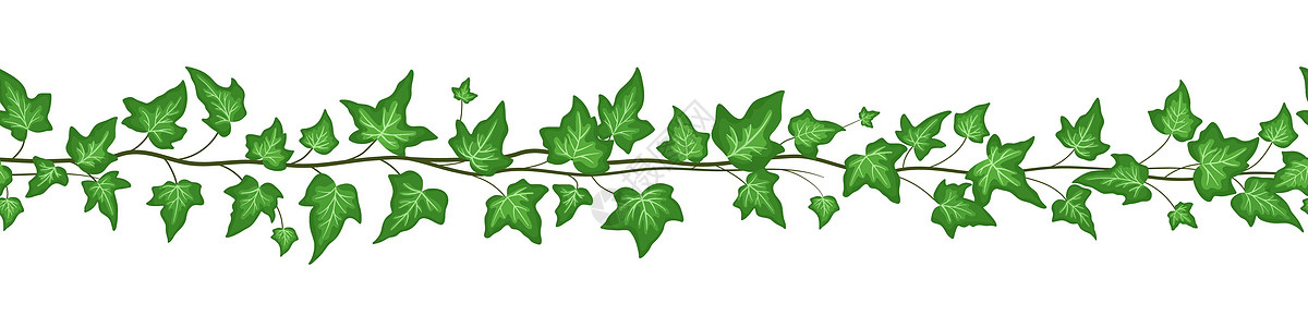 无缝边界 有绿色的长春藤叶 在白色背景上隔绝 矢量平面漫画插图图片