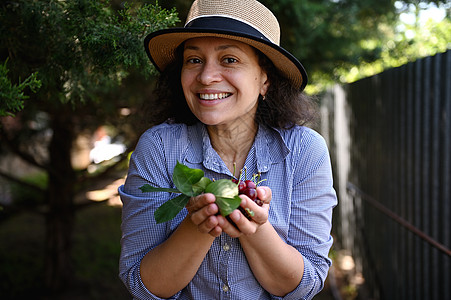 多种族的农业女农艺家 农民们拥有几只采摘的樱桃 笑得甜美 看着照相机图片