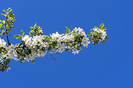 明蓝天空下阳光晴阳的一棵树上的白樱桃花蓝天公园园艺植物叶子晴天花园樱花花瓣生长图片