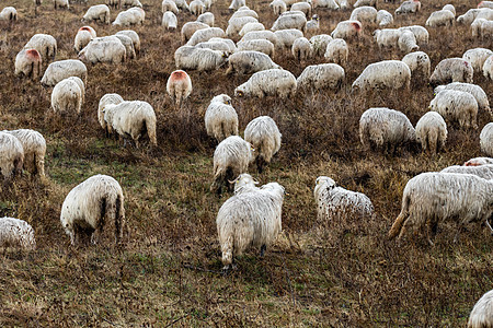 田里放羊和羊羔农场村庄牧场哺乳动物草地食草家畜风景场地风光图片