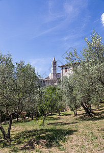 意大利翁布里亚地区阿西西村的橄榄树 该镇以意大利最重要的圣弗朗西斯圣弗朗西斯大教堂而闻名大教堂宗教街道文化建筑蓝色石头旅行房子艺图片