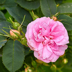 明亮的粉红色狗玫瑰和花蕾在花园里的一棵树上 在自然界的绿叶之间生长的一朵漂亮的罗莎犬花的特写 户外花卉植物上娇嫩的花瓣绽放图片