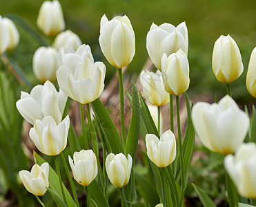 夏天在后院花园里盛开的美丽白色郁金香的特写镜头 春天开花植物的缩放在乡村的田野上开放和开花 自然环境中的鲜花图片