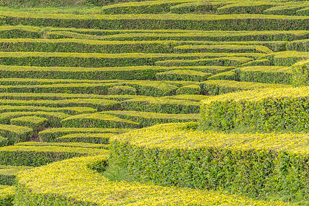 葡萄牙亚速尔群岛圣米格尔岛的 Gorreana 茶园 绿意盎然的茶园 阴天 茶叶种植 大西洋在背景中环境土地种植园农村场地叶子植图片