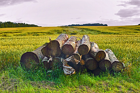 准备过冬的柴火 成堆的木柴在森林里 木柴背景 锯切树木 堆叠的原木 柴树干国家圆圈日志松树库存燃料活力戒指壁炉图片