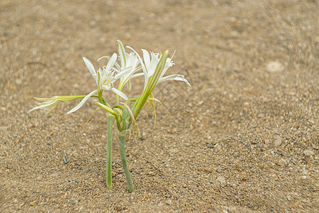 海面水仙子在沙滩上 被保护的地方花朵图片