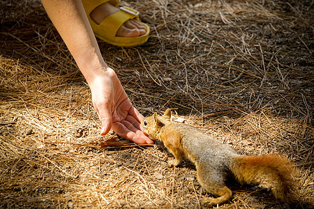 在大自然的近视中 由女人亲手喂养松鼠季节橙子公园动物荒野朋友野生动物女孩棕榈动物群图片