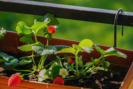 未经种植的家庭在锅里培育新鲜鲜草莓 放在树枝上 夏日阳光照耀时闭近观光食物农场叶子水果花园季节浆果植物学荒野宏观图片
