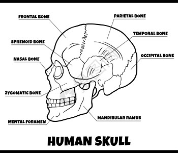 解剖图插图 以图解眼圈图表生理蝶骨药品颧骨下颌科学生物学身体设计图片