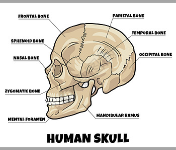 下颌解剖图插图 以图解解剖学脑壳额骨图表生物学身体学习鼻骨鼻音蝶骨设计图片