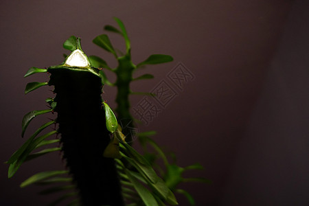 从近视的 Euphorbia 三角形粘性植物群植物学风格植物花园沙漠树叶库存房间装饰图片