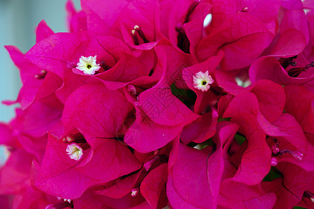 充满活力的彩色布哥林维亚异国植物群热带植物叶子紫色灌木卡片情调衬套背景图片