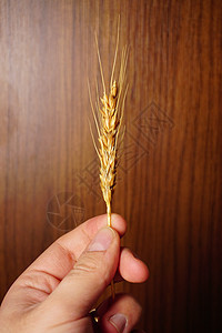 人手用木制背景的麦子大麦稻草繁荣贮存玉米耳朵谷物收获男人植物图片