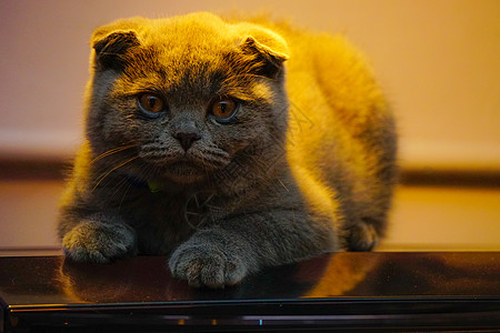 苏格兰的折叠猫躺在可转式背光灯光下 特写视图哺乳动物小猫折叠工作室头发婴儿眼睛猫科动物虎斑友谊图片