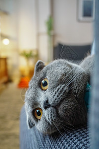 可爱的cottish折叠猫肖像 特写观看镜头猫咪毛皮折叠工作室头发虎斑小猫宠物眼睛动物图片