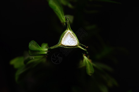 从近视的 Euphorbia 三角形粘性库存装饰植物学叶子植物群荆棘乳草房子树叶沙漠图片