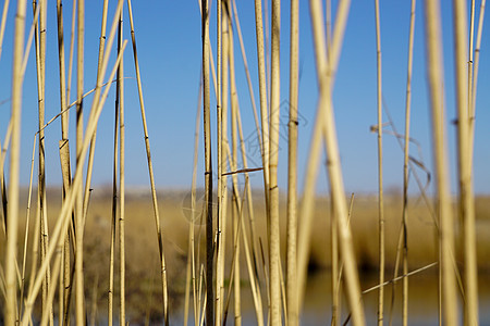 自然纹理背景的里德床农村池塘地平线场景荒野沼泽环境公园反射草地图片