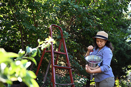 在一个樱桃果园工作 从树上拔出成熟的甜樱桃到一个金属镀锌桶的迷人的女性农民图片