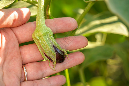 女性手在田地上生长的未开垦的小微小生豆腐小路美食蔬菜茄子农业水果工作室团体剪裁杂货店图片