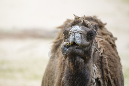 沙漠中的骆驼 特写 沙漠中沙子背景下的骆驼头部特写 骆驼张开嘴 露出牙齿 笑了动物运输旅行棕色驼峰荒野野生动物单峰鼻子微笑图片