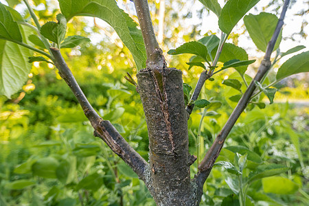 去年春天 在苹果树的树枝上挂着果树 被摘除果树植物果园树干水果树叶木头生长枝条插条嫁接图片