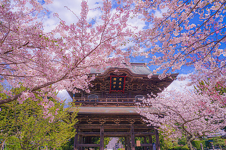 朱林纳基寺庙的樱花和盛开图片