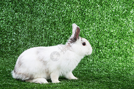 野兔在草地上农场耳朵毛皮场地哺乳动物宠物兔子动物白色图片
