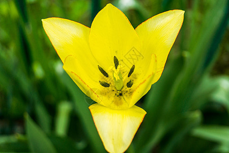 绿色叶子背景的黄丽花 有选择的重点Name花瓣园艺植物群花粉花园植物学季节植物雌蕊生长图片