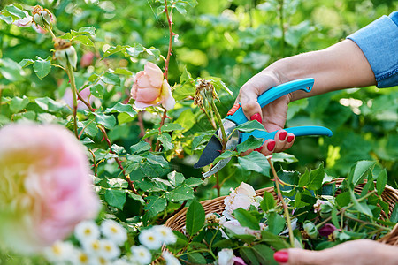 照料花园玫瑰花丛的妇女的手生长园艺修剪园丁女性植物玫瑰衬套灌木工人图片