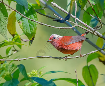 粉红色的领头warbler 浸在一棵树上图片