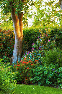 夏季 美丽的绿色花园在后院外种满鲜花 树木和植物 充满活力的郁郁葱葱的草地环境景观在大自然中盛开 开花物种和绿色灌木图片