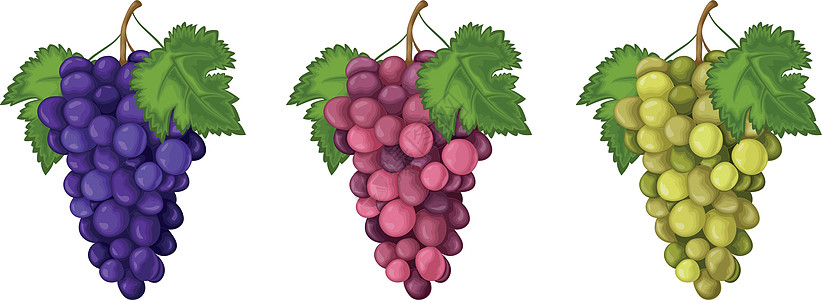 葡萄 一组三种颜色的葡萄 红蓝绿葡萄 甜熟的浆果 素食有机产品 矢量图图片