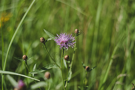 鲜紫花和绿叶子的背景 在夏日花园的Scabiosa 特写作品荒野花束草地绿色植物宏观公园晴天农村花瓣图片